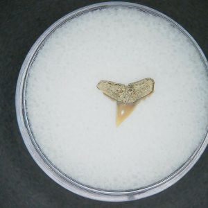 Genuine Lee Creek Mine carcharhinus-macloti Extinct Hardnosed Shark Tooth Fossil for Sale from North Carolina #16