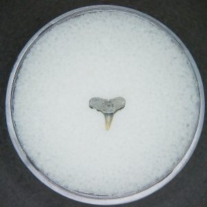 Genuine Lee Creek Mine carcharhinus-macloti Extinct Hardnosed Shark Tooth Fossil for Sale from North Carolina #17