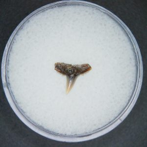 Genuine Lee Creek Mine carcharhinus-macloti Extinct Hardnosed Shark Tooth Fossil for Sale from North Carolina #19
