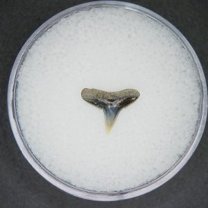 Genuine Lee Creek Mine carcharhinus-macloti Extinct Hardnosed Shark Tooth Fossil for Sale from North Carolina #2