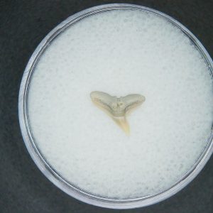 Genuine Lee Creek Mine carcharhinus-macloti Extinct Hardnosed Shark Tooth Fossil for Sale from North Carolina #20