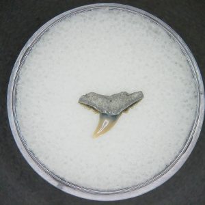 Genuine Lee Creek Mine carcharhinus-macloti Extinct Hardnosed Shark Tooth Fossil for Sale from North Carolina #3
