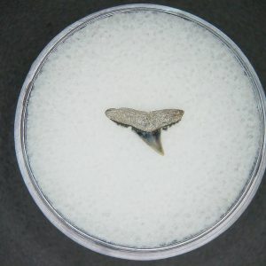 Genuine Lee Creek Mine carcharhinus-macloti Extinct Hardnosed Shark Tooth Fossil for Sale from North Carolina #4