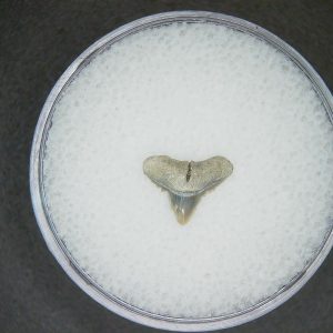 Genuine Lee Creek Mine carcharhinus-macloti Extinct Hardnosed Shark Tooth Fossil for Sale from North Carolina #5