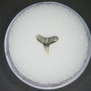 Genuine Lee Creek Mine carcharhinus-macloti Extinct Hardnosed Shark Tooth Fossil for Sale from North Carolina #6