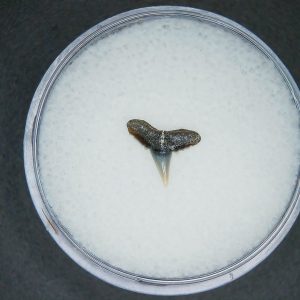 Genuine Lee Creek Mine carcharhinus-macloti Extinct Hardnosed Shark Tooth Fossil for Sale from North Carolina #7