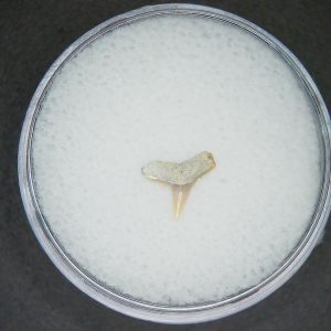 Genuine Lee Creek Mine carcharhinus-macloti Extinct Hardnosed Shark Tooth Fossil for Sale from North Carolina #8
