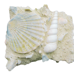 Genuine Miocene Age Pecten and Turritella Plate For Sale From France #1