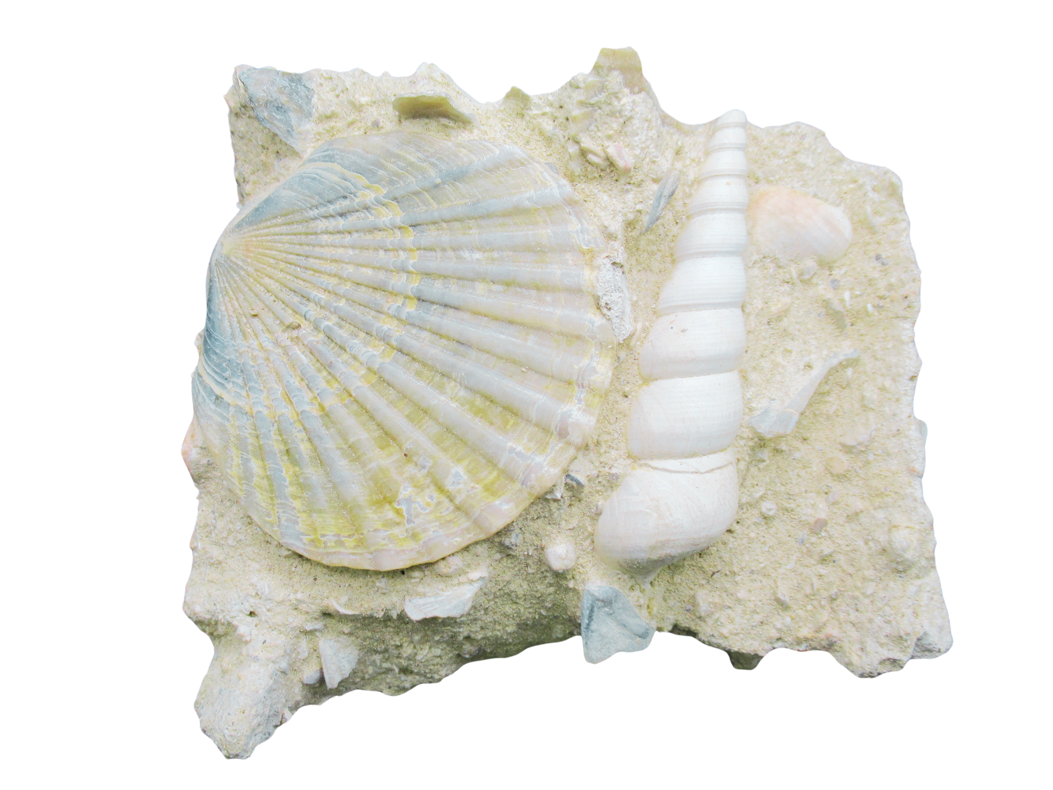 Pecten and Turritella Plate from France Miocene Age 1 | Fossils for Sale Genuine Miocene Age Pecten and Turritella Plate For Sale From France #1