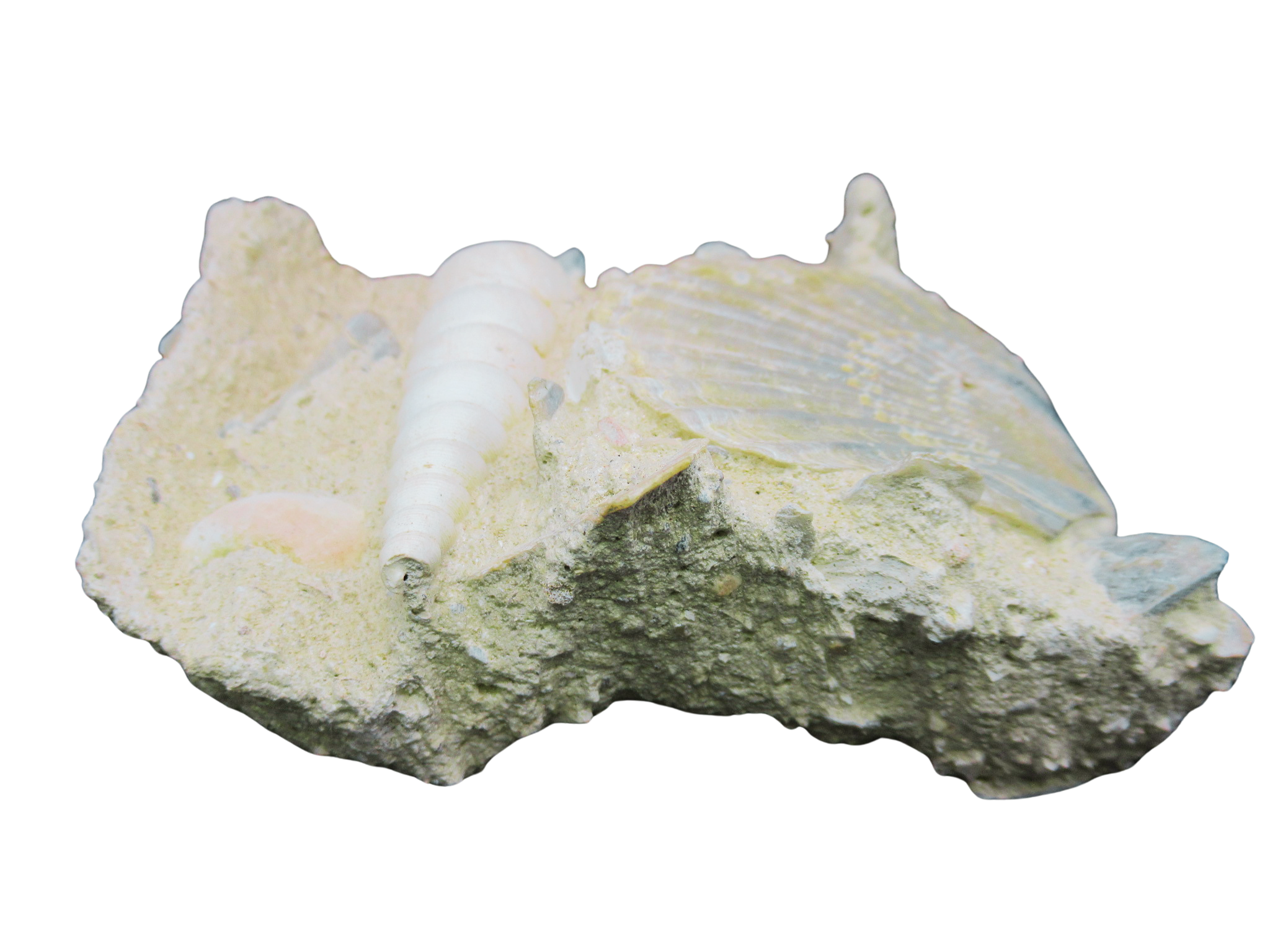 Pecten and Turritella Plate from France Miocene Age 1c | Fossils for Sale Genuine Miocene Age Pecten and Turritella Plate For Sale From France #1c