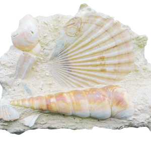 Genuine Miocene Age Pecten and Turritella Plate For Sale From France #2