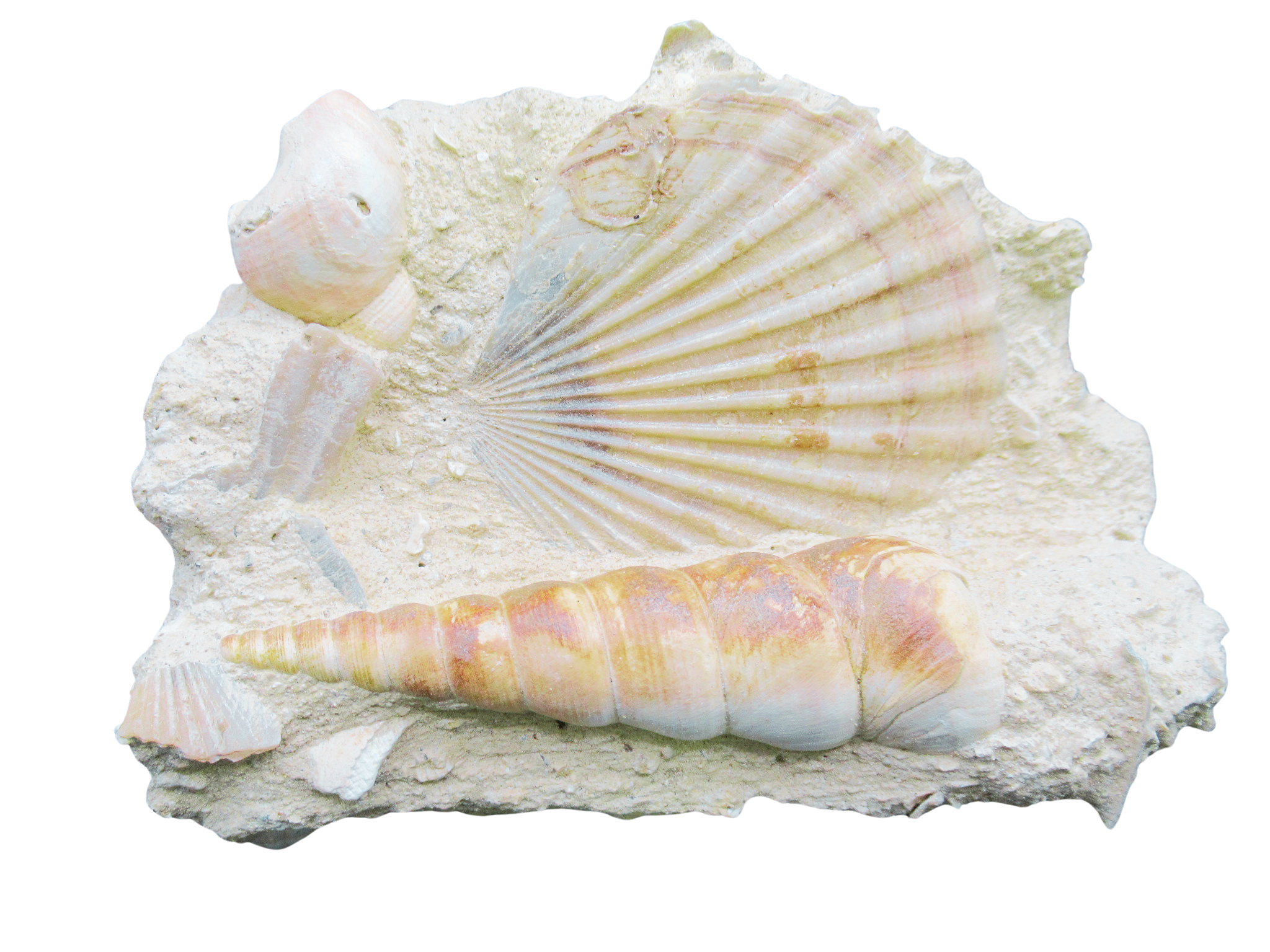 Pecten and Turritella Plate from France Miocene Age 2 | Fossils for Sale Genuine Miocene Age Pecten and Turritella Plate For Sale From France #2