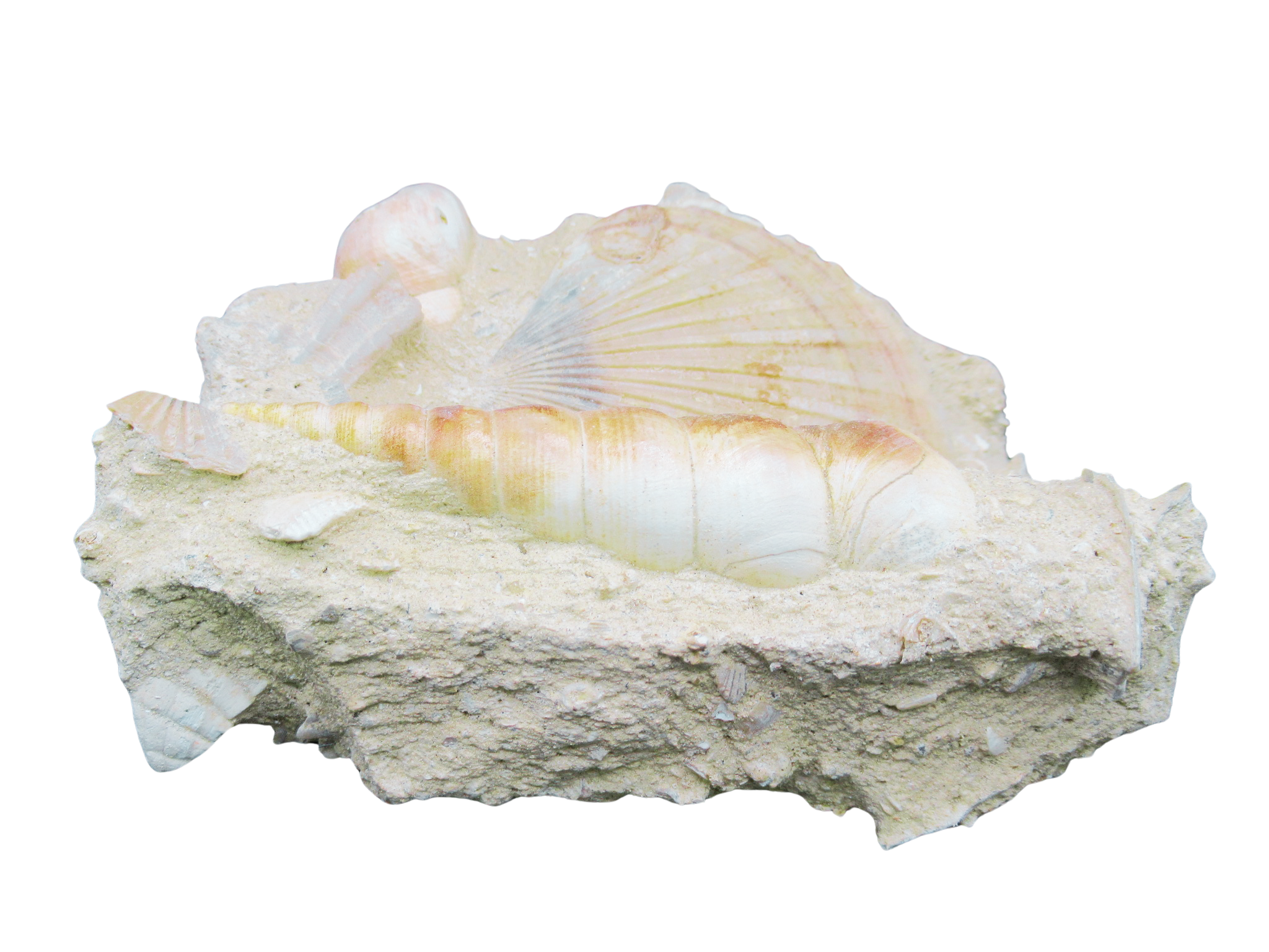 Pecten and Turritella Plate from France Miocene Age 2a | Fossils for Sale Genuine Miocene Age Pecten and Turritella Plate For Sale From France #2a