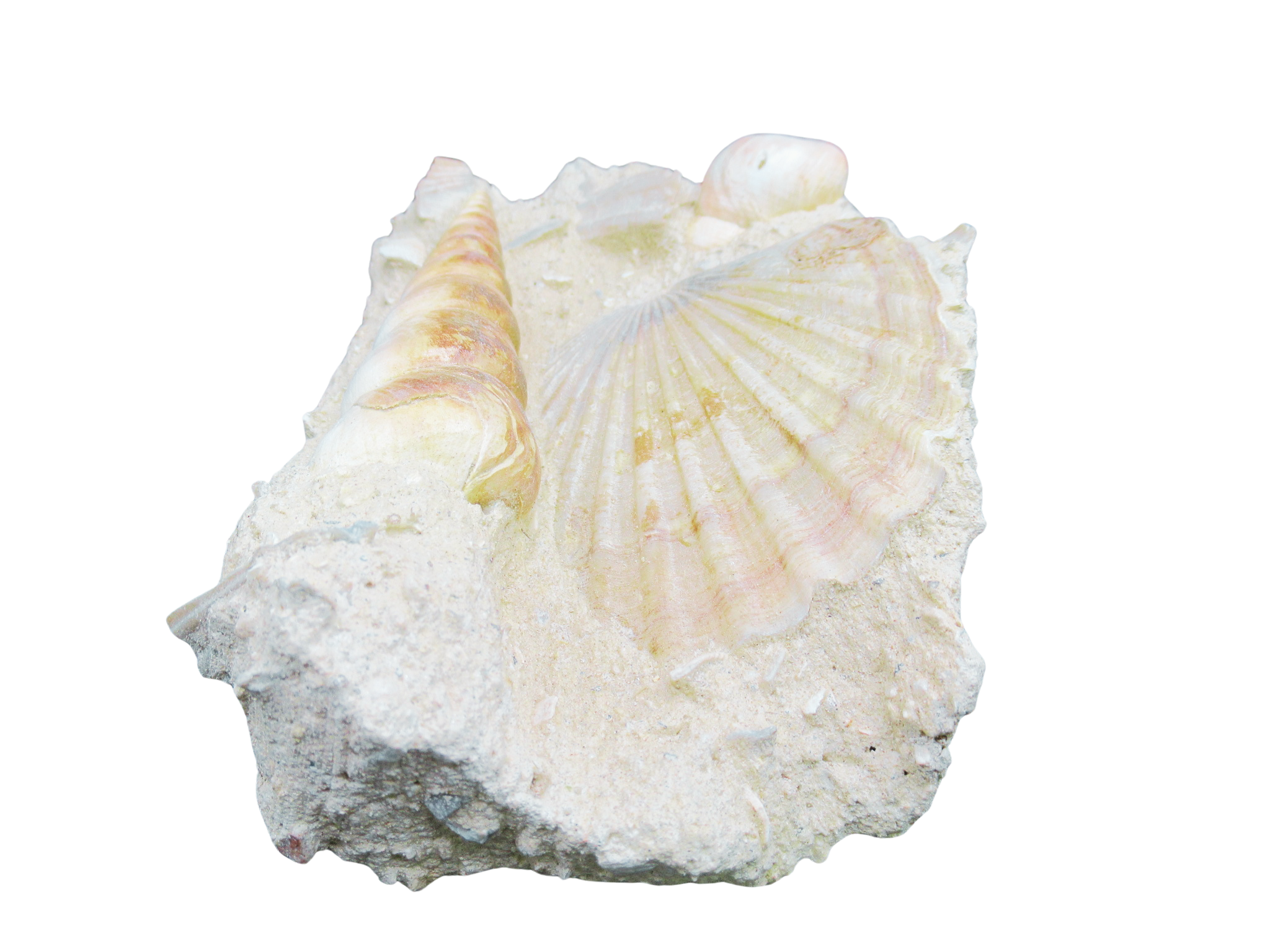 Pecten and Turritella Plate from France Miocene Age 2b | Fossils for Sale Genuine Miocene Age Pecten and Turritella Plate For Sale From France #2b