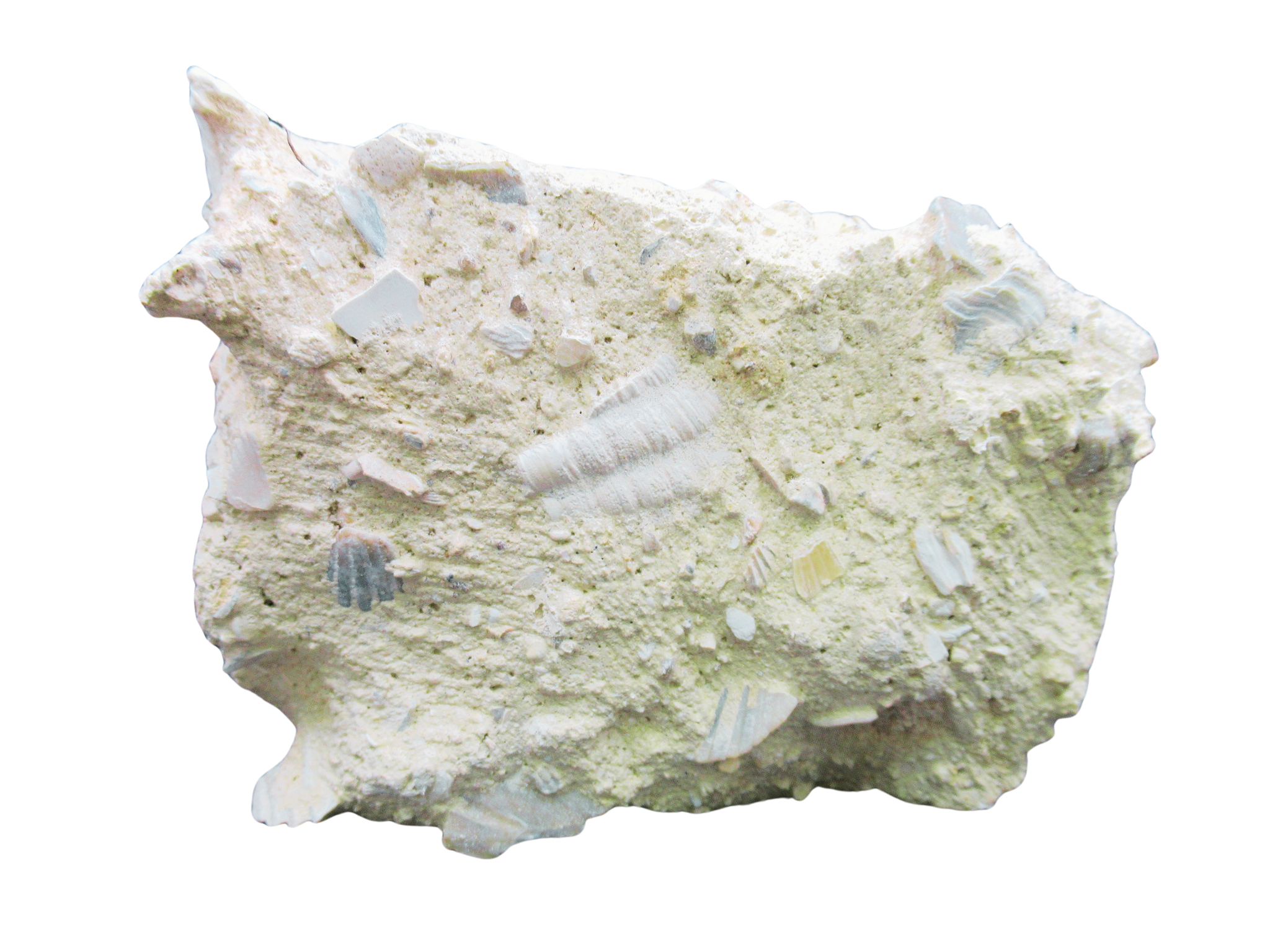 Pecten and Turritella Plate from France Miocene Age 2c | Fossils for Sale Genuine Miocene Age Pecten and Turritella Plate For Sale From France #2c