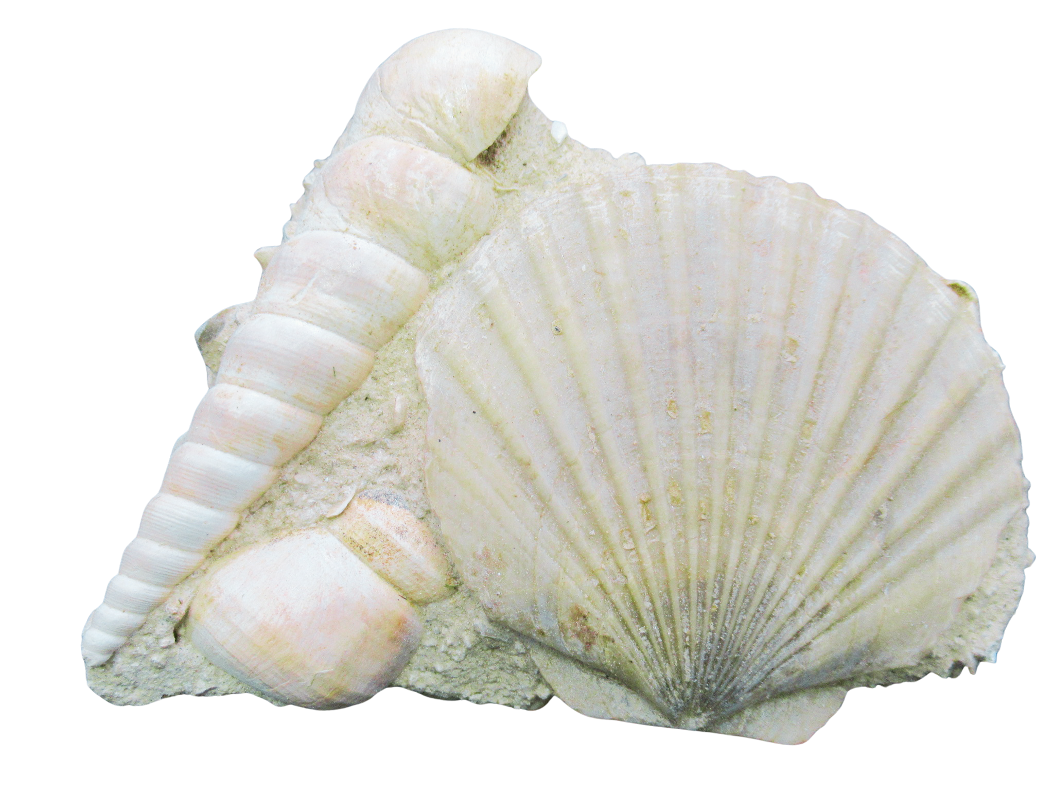 Pecten and Turritella Plate from France Miocene Age 6 | Fossils for Sale Genuine Miocene Age Pecten and Turritella Plate For Sale From France #6