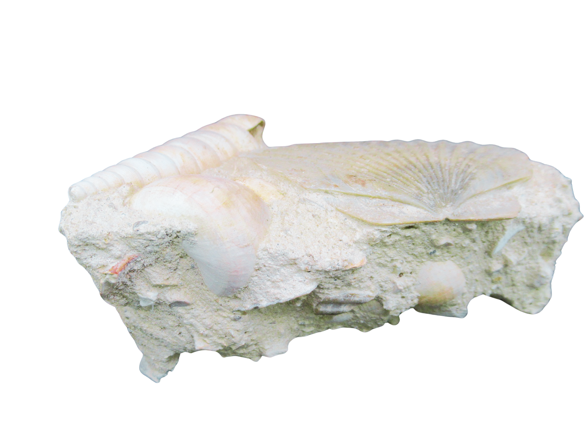 Pecten and Turritella Plate from France Miocene Age 6a | Fossils for Sale Genuine Miocene Age Pecten and Turritella Plate For Sale From France #6a