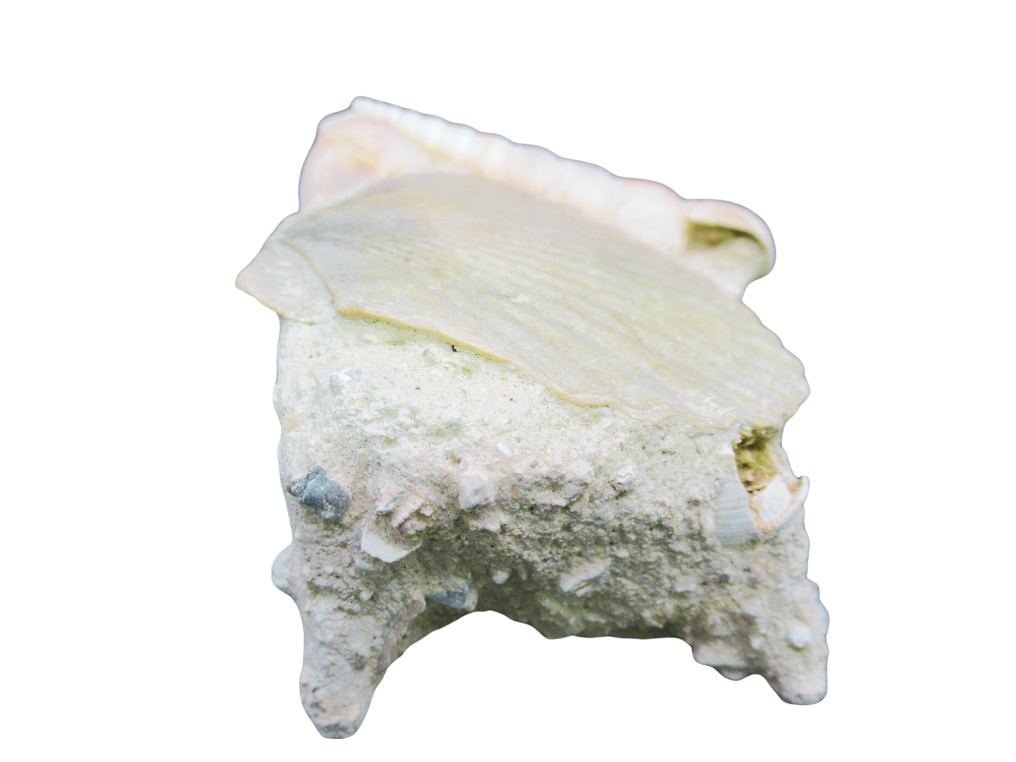 Pecten and Turritella Plate from France Miocene Age 6b | Fossils for Sale Genuine Miocene Age Pecten and Turritella Plate For Sale From France #6b