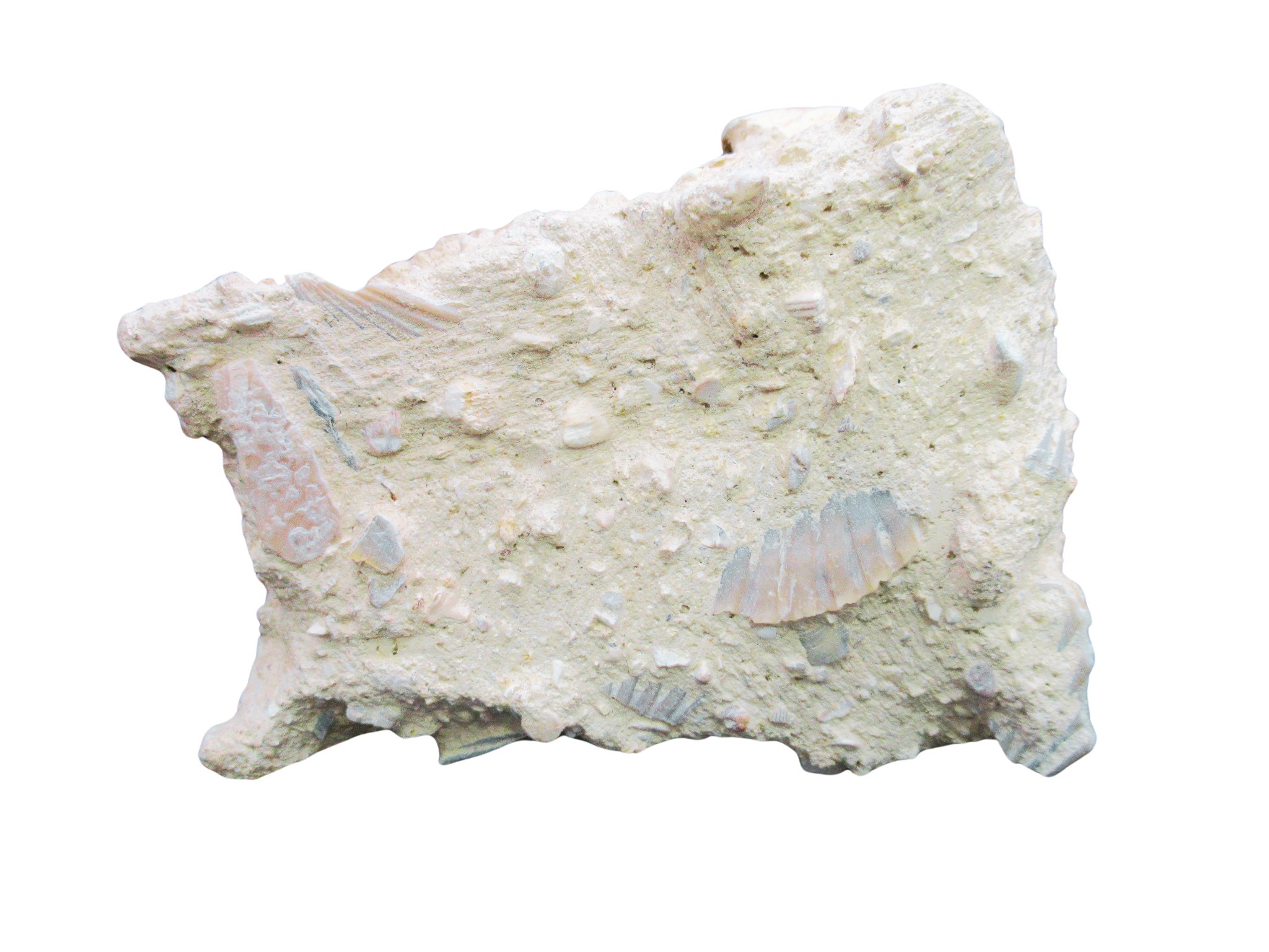 Pecten and Turritella Plate from France Miocene Age 6c | Fossils for Sale Genuine Miocene Age Pecten and Turritella Plate For Sale From France #6c