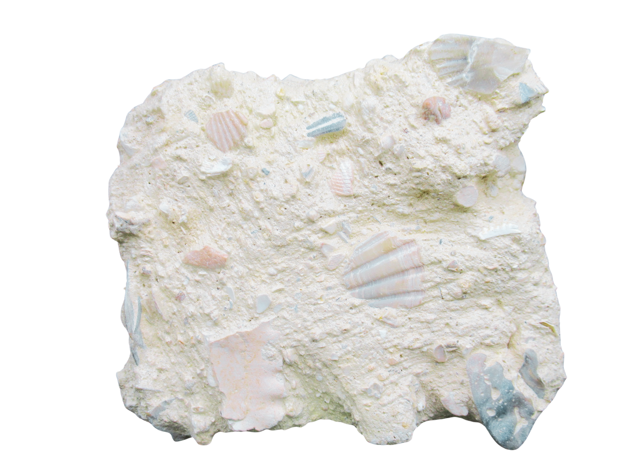 Pecten and Turritella Plate from France Miocene Age1b | Fossils for Sale Genuine Miocene Age Pecten and Turritella Plate For Sale From France #1b