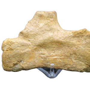 Genuine Cretaceous Age Sigilmassasaurus Dinosaur Bone Fossils for Sale from Morocco #10