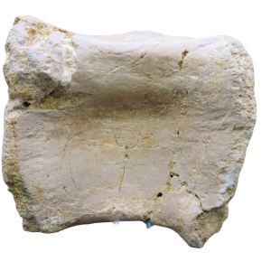 Genuine Cretaceous Age Sigilmassasaurus Dinosaur Bone Fossils for Sale from Morocco #11