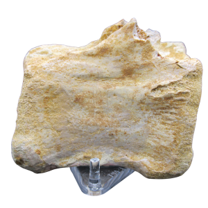 Genuine Cretaceous Age Sigilmassasaurus Dinosaur Bone Fossils for Sale from Morocco #8