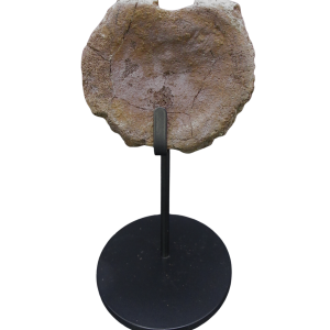 Genuine Cretaceous Age Hadrosaurus Dinosaur Bone on Stand for Sale from South Dakota #10