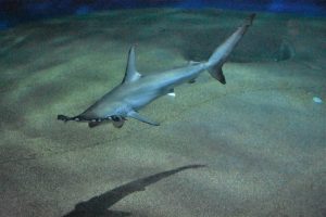 Sphyrna zygaena