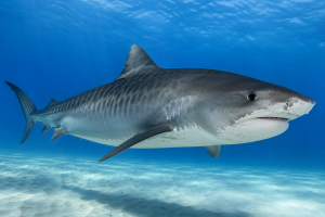 Tiger Shark | Fossils for Sale Galeocerdo cuvier