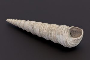By Diego Delso, CC BY-SA 4.0, https://commons.wikimedia.org/w/index.php?curid=99194211 | Fossils for Sale Pecten and Turritella