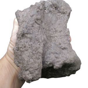 Colorado Jurassic Age Allosaurus Dinosaur Vertebra 4 | Fossils for Sale Genuine Jurassic Age Allosaurus Dinosaur Vertebra Fossils for Sale from Colorado #4
