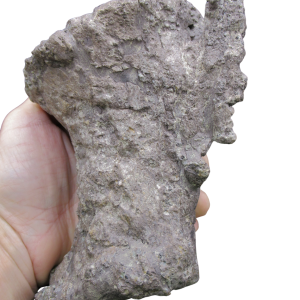 Colorado Jurassic Age Allosaurus Dinosaur Vertebra 5 | Fossils for Sale Genuine Jurassic Age Allosaurus Dinosaur Vertebra Fossils for Sale from Colorado #5