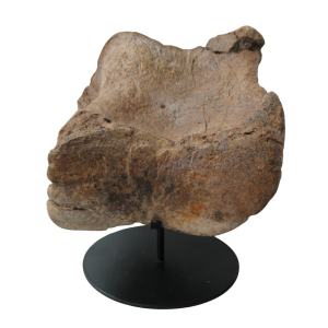 Cretaceous Age Edmontosaurus Hadrosaur Dinosaur Toe Bone from Montana 4 | Fossils for Sale