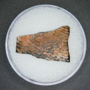 Cretaceous Age Oviraptor Dinosaur Egg Shell from China in Gem Jar 71 | Fossils for Sale Genuine Cretaceous Age Oviraptor Dinosaur Egg Shell Fossils From China For Sale #71