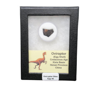 Cretaceous Age Oviraptor Dinosaur Egg Shell from China in Riker Mount 46 | Fossils for Sale Genuine Cretaceous Age Oviraptor Dinosaur Egg Shell Fossils From China in a Riker For Sale #46
