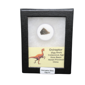 Cretaceous Age Oviraptor Dinosaur Egg Shell from China in Riker Mount 47 | Fossils for Sale Genuine Cretaceous Age Oviraptor Dinosaur Egg Shell Fossils From China in a Riker For Sale #47