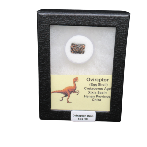 Cretaceous Age Oviraptor Dinosaur Egg Shell from China in Riker Mount 48 | Fossils for Sale Genuine Cretaceous Age Oviraptor Dinosaur Egg Shell Fossils From China in a Riker For Sale #48
