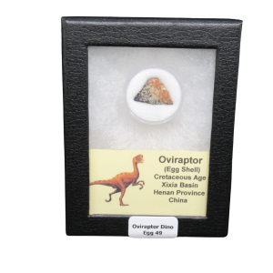 Cretaceous Age Oviraptor Dinosaur Egg Shell from China in Riker Mount 49 | Fossils for Sale Genuine Cretaceous Age Oviraptor Dinosaur Egg Shell Fossils From China in a Riker For Sale #49