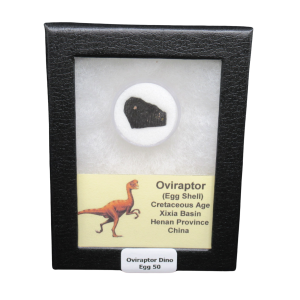 Cretaceous Age Oviraptor Dinosaur Egg Shell from China in Riker Mount 50 | Fossils for Sale Genuine Cretaceous Age Oviraptor Dinosaur Egg Shell Fossils From China in a Riker For Sale #50