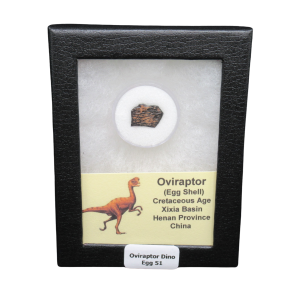Cretaceous Age Oviraptor Dinosaur Egg Shell from China in Riker Mount 51 | Fossils for Sale Genuine Cretaceous Age Oviraptor Dinosaur Egg Shell Fossils From China in a Riker For Sale #51