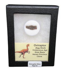 Cretaceous Age Oviraptor Dinosaur Egg Shell from China in Riker Mount 52 | Fossils for Sale Genuine Cretaceous Age Oviraptor Dinosaur Egg Shell Fossils From China in a Riker For Sale #52
