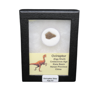 Cretaceous Age Oviraptor Dinosaur Egg Shell from China in Riker Mount 53 | Fossils for Sale Genuine Cretaceous Age Oviraptor Dinosaur Egg Shell Fossils From China in a Riker For Sale #53
