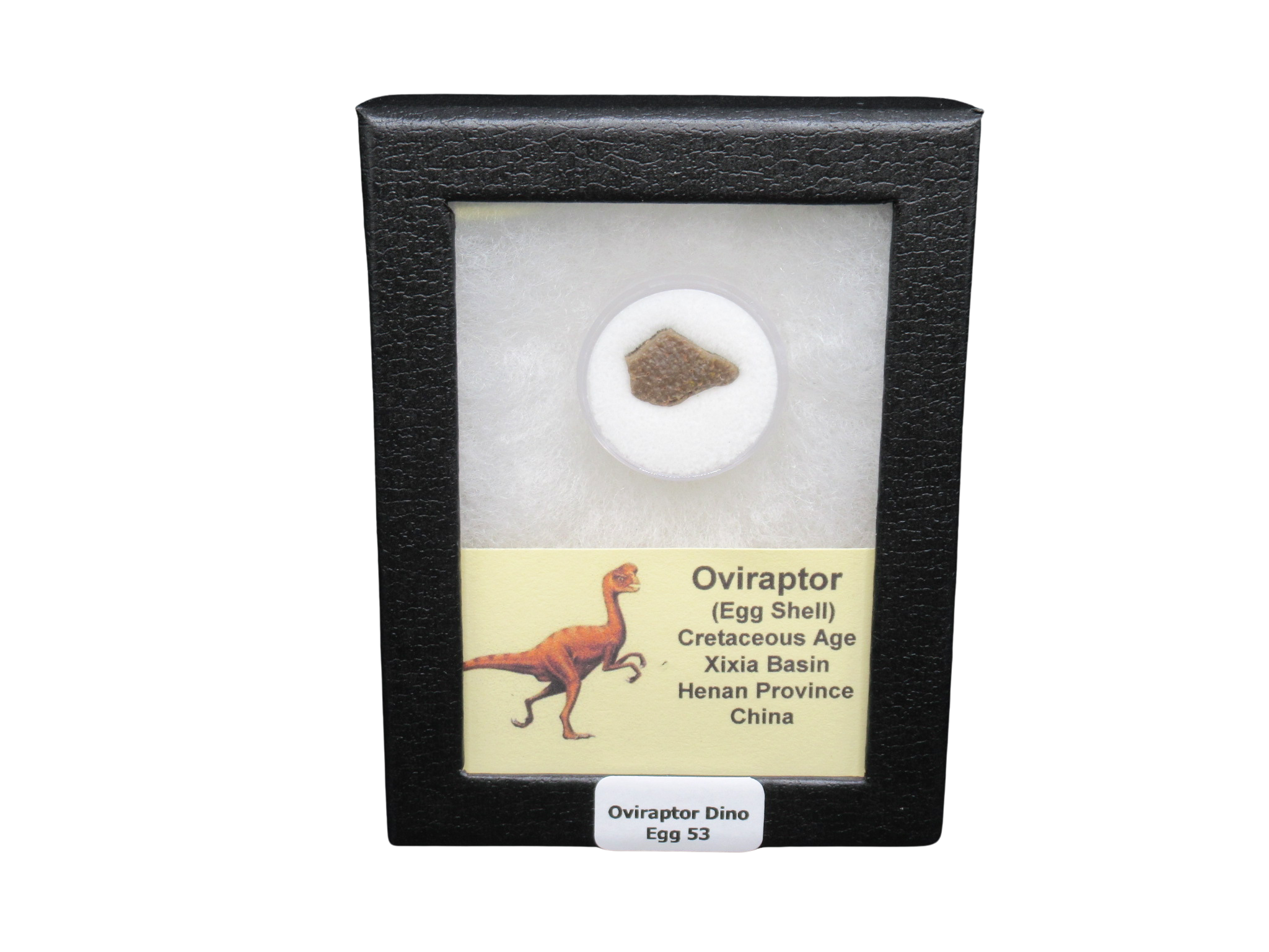 Cretaceous Age Oviraptor Dinosaur Egg Shell from China in Riker Mount 53 | Fossils for Sale Genuine Cretaceous Age Oviraptor Dinosaur Egg Shell Fossils From China in a Riker For Sale #53
