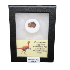 Cretaceous Age Oviraptor Dinosaur Egg Shell from China in Riker Mount 54 | Fossils for Sale Genuine Cretaceous Age Oviraptor Dinosaur Egg Shell Fossils From China in a Riker For Sale #54