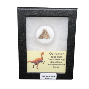 Cretaceous Age Oviraptor Dinosaur Egg Shell from China in Riker Mount 55 | Fossils for Sale Genuine Cretaceous Age Oviraptor Dinosaur Egg Shell Fossils From China in a Riker For Sale #55