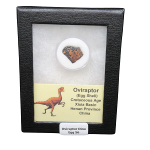 Cretaceous Age Oviraptor Dinosaur Egg Shell from China in Riker Mount 56 | Fossils for Sale Genuine Cretaceous Age Oviraptor Dinosaur Egg Shell Fossils From China in a Riker For Sale #56