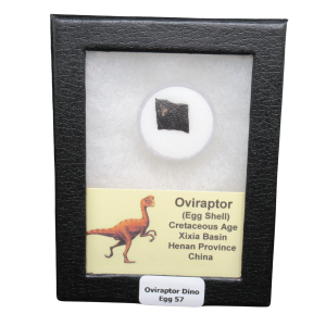 Cretaceous Age Oviraptor Dinosaur Egg Shell from China in Riker Mount 57 | Fossils for Sale Genuine Cretaceous Age Oviraptor Dinosaur Egg Shell Fossils From China in a Riker For Sale #57