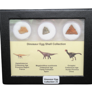 Genuine Cretaceous Age Dinosaur Egg Shell Collection Hypselosaurus - Megaloolithus and Oviraptor Fossils for Sale #21