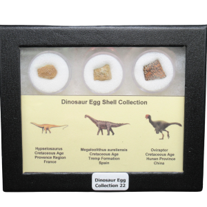 Genuine Cretaceous Age Dinosaur Egg Shell Collection Hypselosaurus - Megaloolithus and Oviraptor Fossils for Sale #22